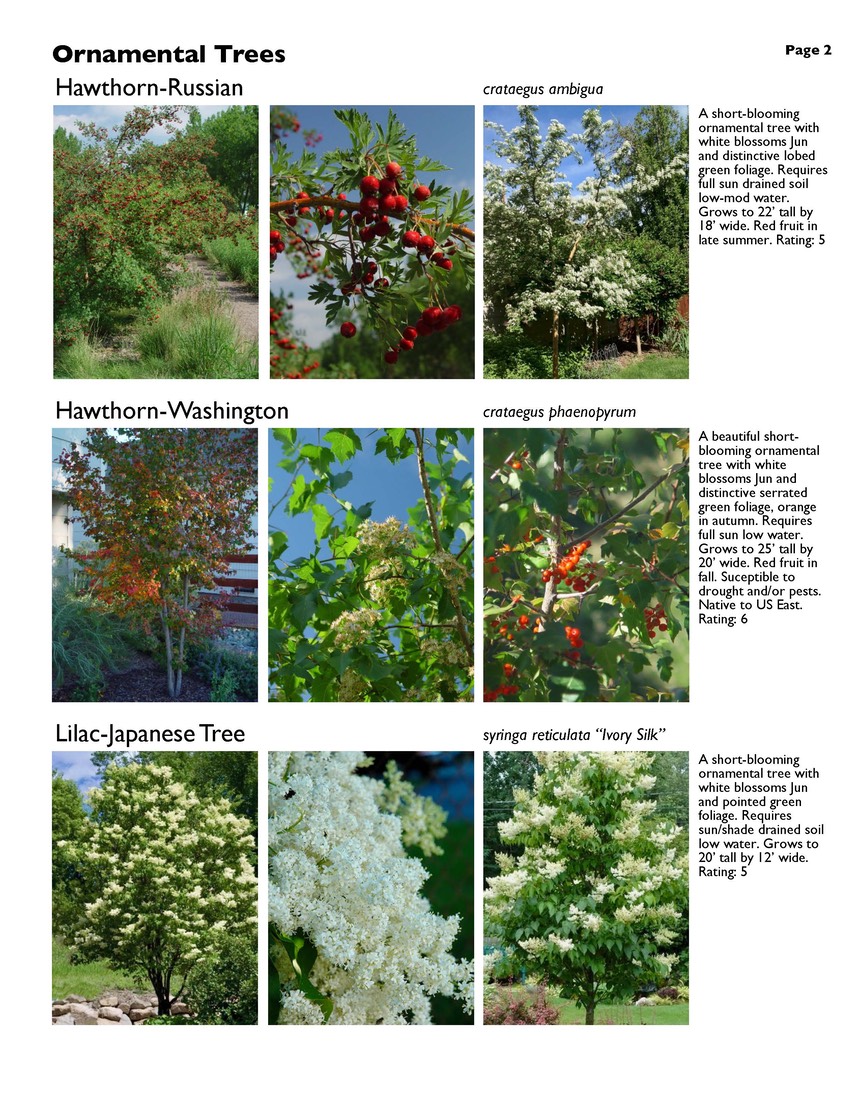 landscape-2-ornamental-trees Page 2
