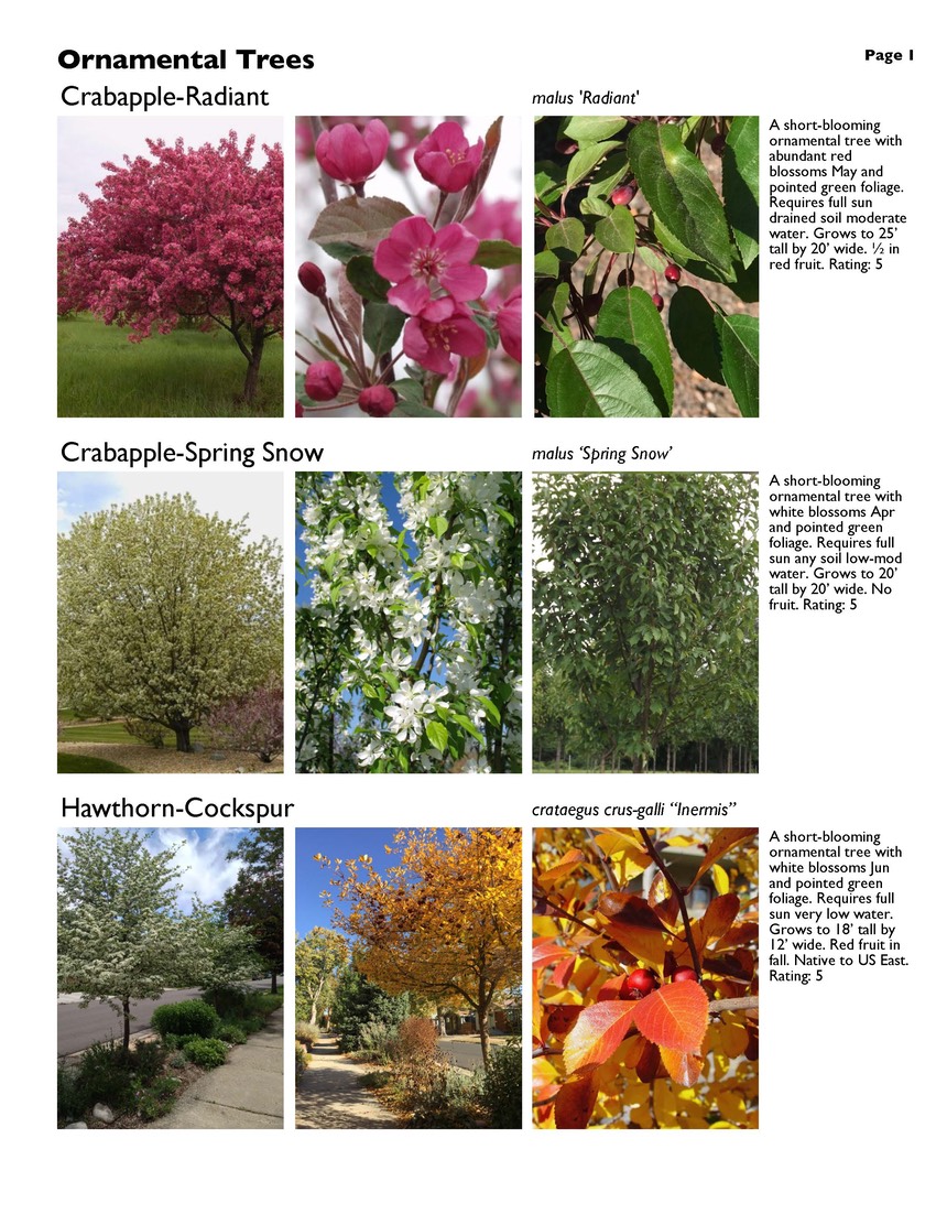 landscape-2-ornamental-trees Page 1