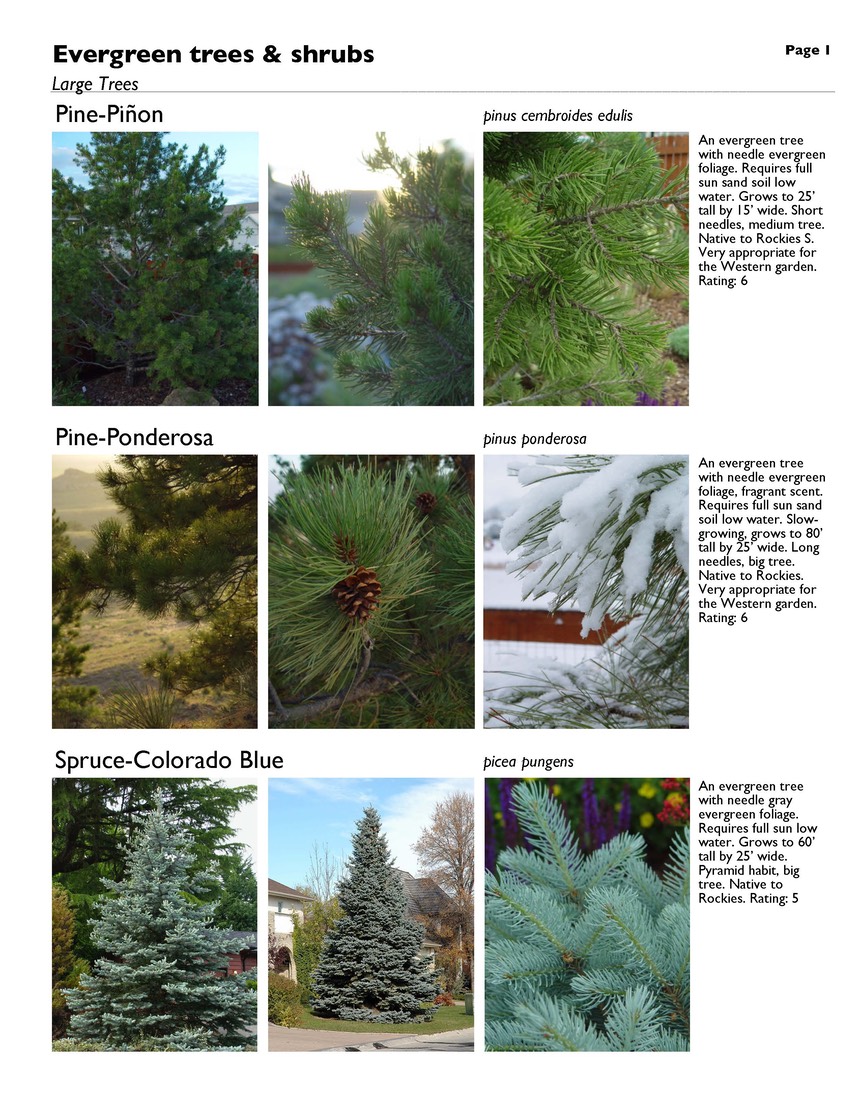 landscape-3-evergreens Page 1