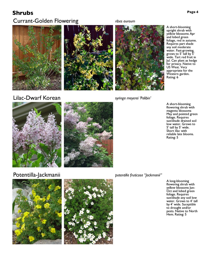 landscape-4-shrubs Page 4
