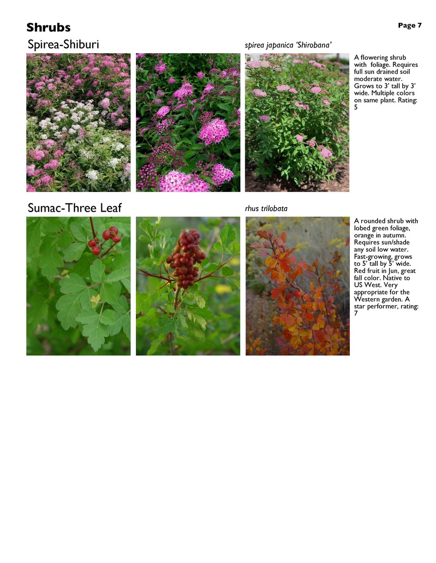landscape-4-shrubs Page 7