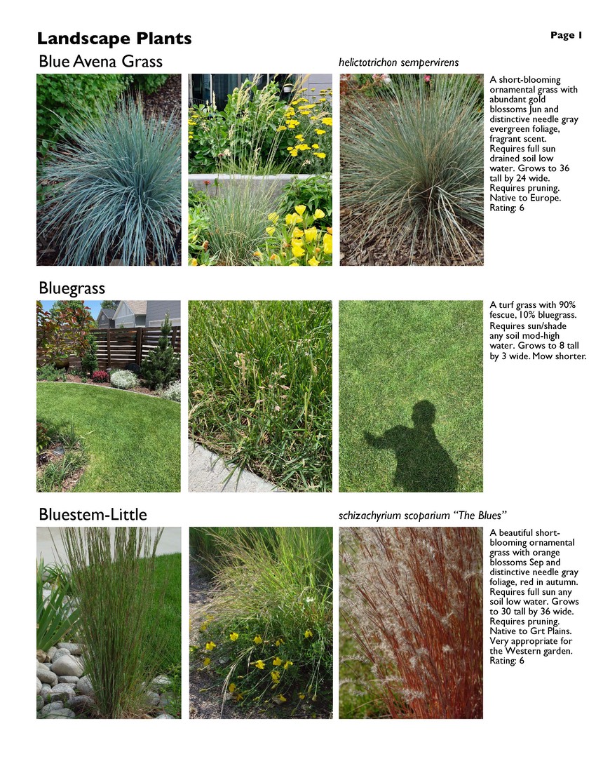 landscape-6-grasses Page 1