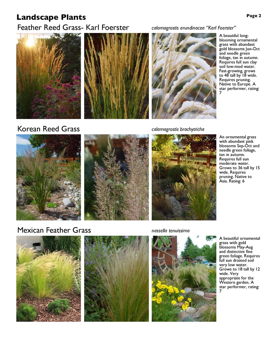 landscape-6-grasses Page 2