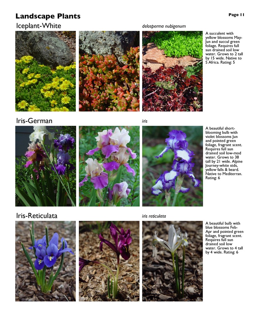 landscape-7-bonus plants Page 11