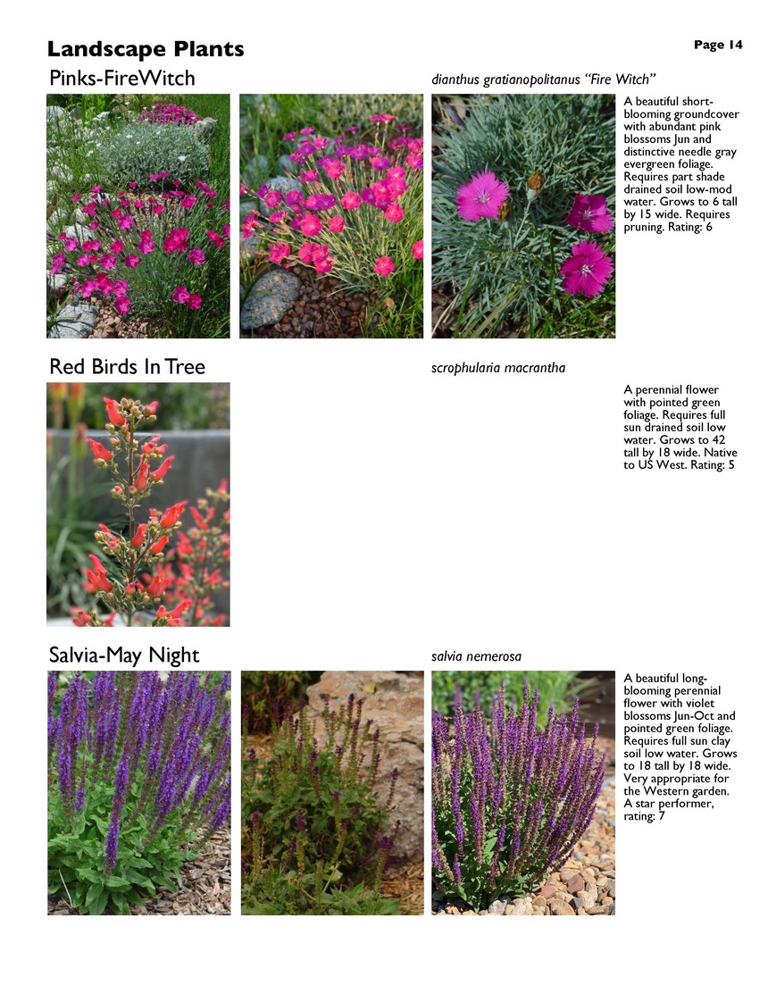 landscape-7-bonus plants Page 14
