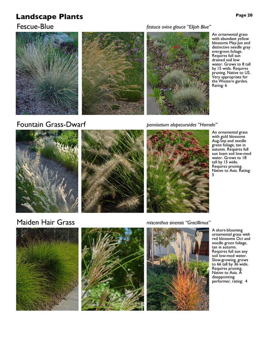 landscape-7-bonus plants Page 20