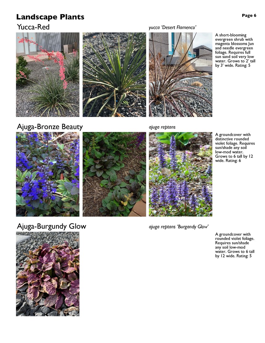 landscape-7-bonus plants Page 06